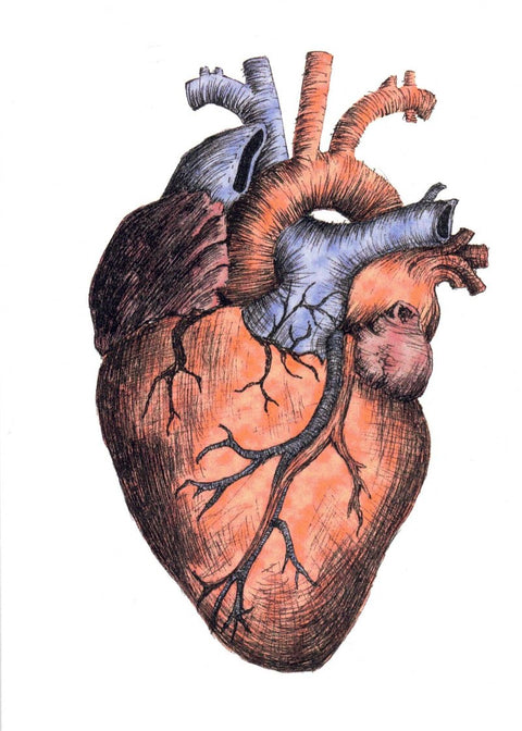 'Vintage Vibe' Art Cards by Snake Bite Creations Anatomical Heart Art Card - Arts and Heritage St. Albert