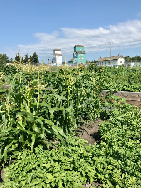 Garden Testing - Arts and Heritage St. Albert