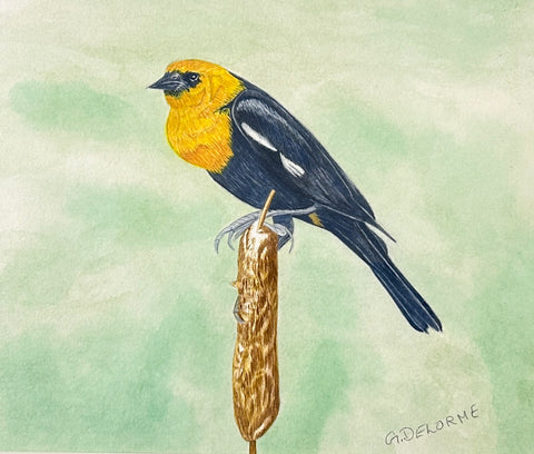 Yellow Headed Blackbird - Arts and Heritage St. Albert