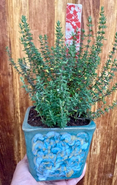 Plant Pots + Garden Markers - Arts and Heritage St. Albert