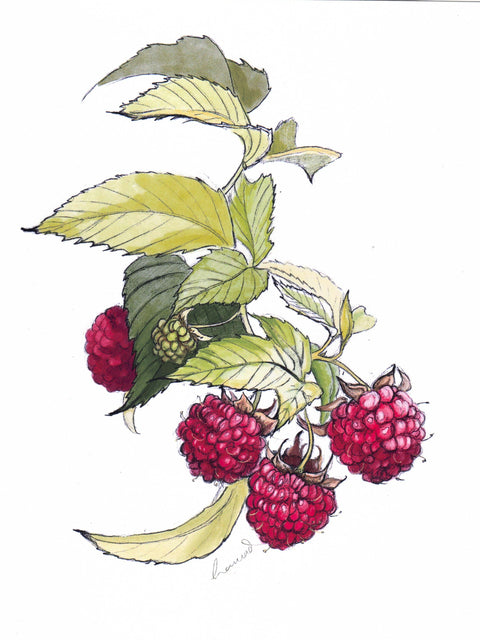 'Raspberries' Fine Art Print by Hanna Dotzenroth - Arts and Heritage St. Albert