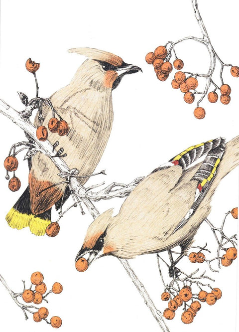 'Bird' Art Cards by Snake Bite Creations Bohemian Waxwing Art Card - Arts and Heritage St. Albert